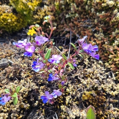 Collinsia grandiflora