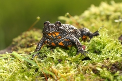 Fire-Bellied Toad photo 1