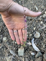 Streptanthus glandulosus glandulosus