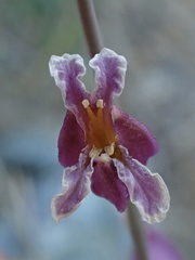 Streptanthus glandulosus glandulosus