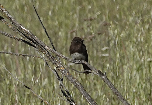 iNaturalist observation photo of Black Phoebe