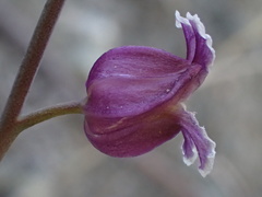 Streptanthus glandulosus glandulosus