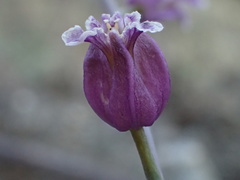 Streptanthus glandulosus glandulosus