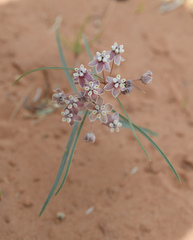 Asclepias cutleri