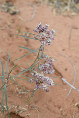 Asclepias cutleri
