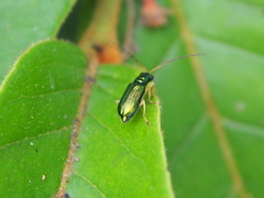 Pseudotheopea smaragdina