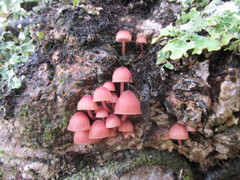 Mycena parsonsii
