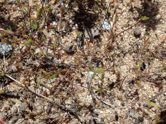 Leptosiphon pygmaeus