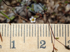 Leptosiphon pygmaeus