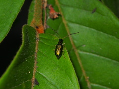 Pseudotheopea smaragdina