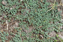 Euphorbia serpens