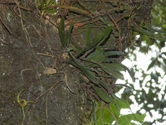 Stelis retusa