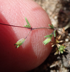 Leptosiphon pygmaeus