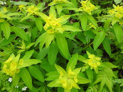 Euphorbia squamosa