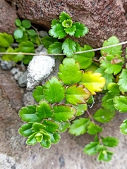 Veronica hookeriana