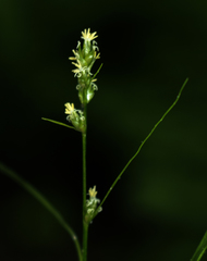 Carex rosea