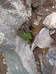 Veronica hookeriana