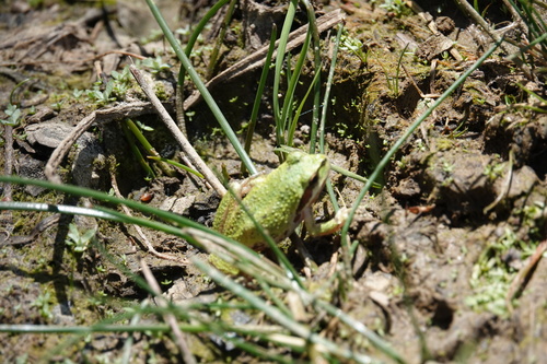 iNaturalist observation photo of Pacific chorus frog