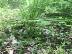 Carex impressinervia