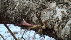 Tillandsia circinnatioides