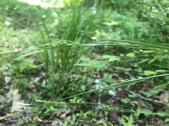 Carex impressinervia