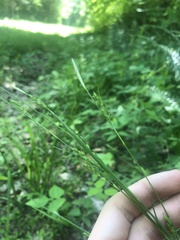 Carex impressinervia