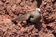 Anous stolidus galapagensis