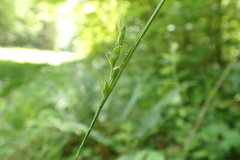 Carex impressinervia