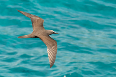 Anous stolidus galapagensis