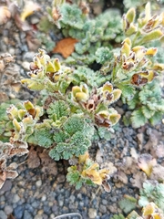 Veronica spathulata