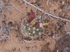 Sclerocactus glaucus