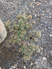 Veronica spathulata