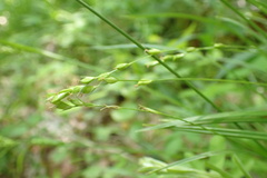 Carex impressinervia