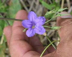 Ruellia runyonii