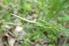 Carex impressinervia