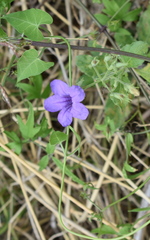 Ruellia runyonii