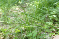 Carex impressinervia