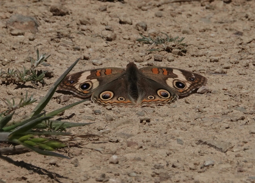 iNaturalist observation photo of Gray Buckeye