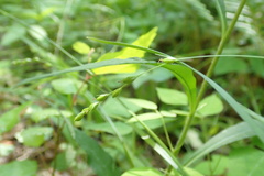 Carex impressinervia