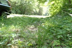 Carex impressinervia