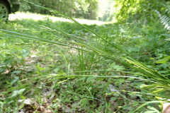 Carex impressinervia