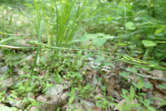 Carex impressinervia