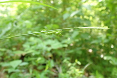 Carex impressinervia
