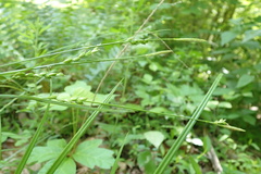 Carex impressinervia