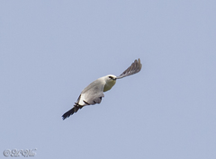 Ictinia mississippiensis