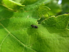 Agrilus derasofasciatus