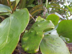 Griselinia lucida