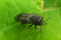 Agrilus derasofasciatus