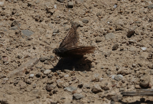 iNaturalist observation photo of Propertius Duskywing