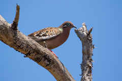 Zenaida galapagoensis